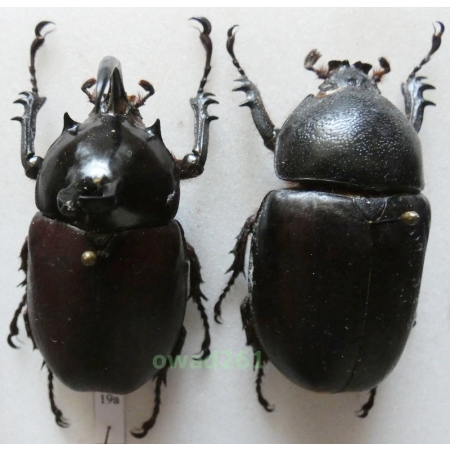 Eupatorus birmanicus Arrow, 1908 pair 49mm Thailand19a